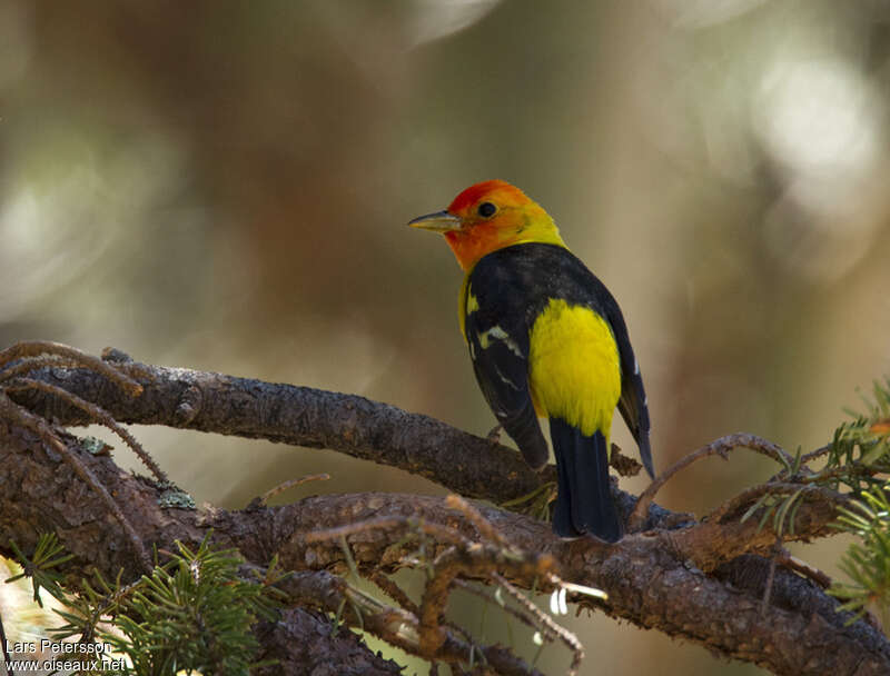 Western Tanager male adult, aspect
