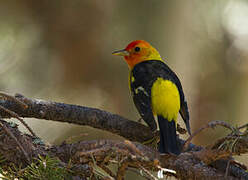 Western Tanager