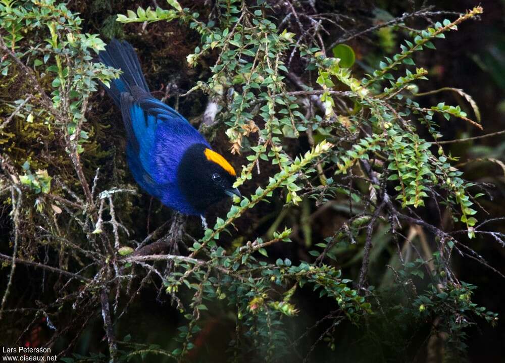 Tangara auréoléadulte, habitat, pigmentation