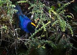 Golden-crowned Tanager