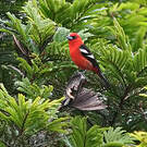 Tangara bifascié