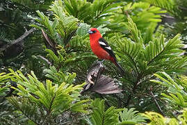 White-winged Tanager