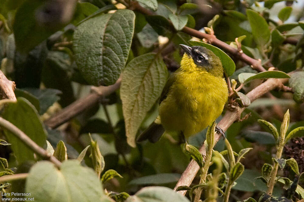 Superciliaried Hemispingusadult, close-up portrait