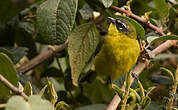 Tangara bridé