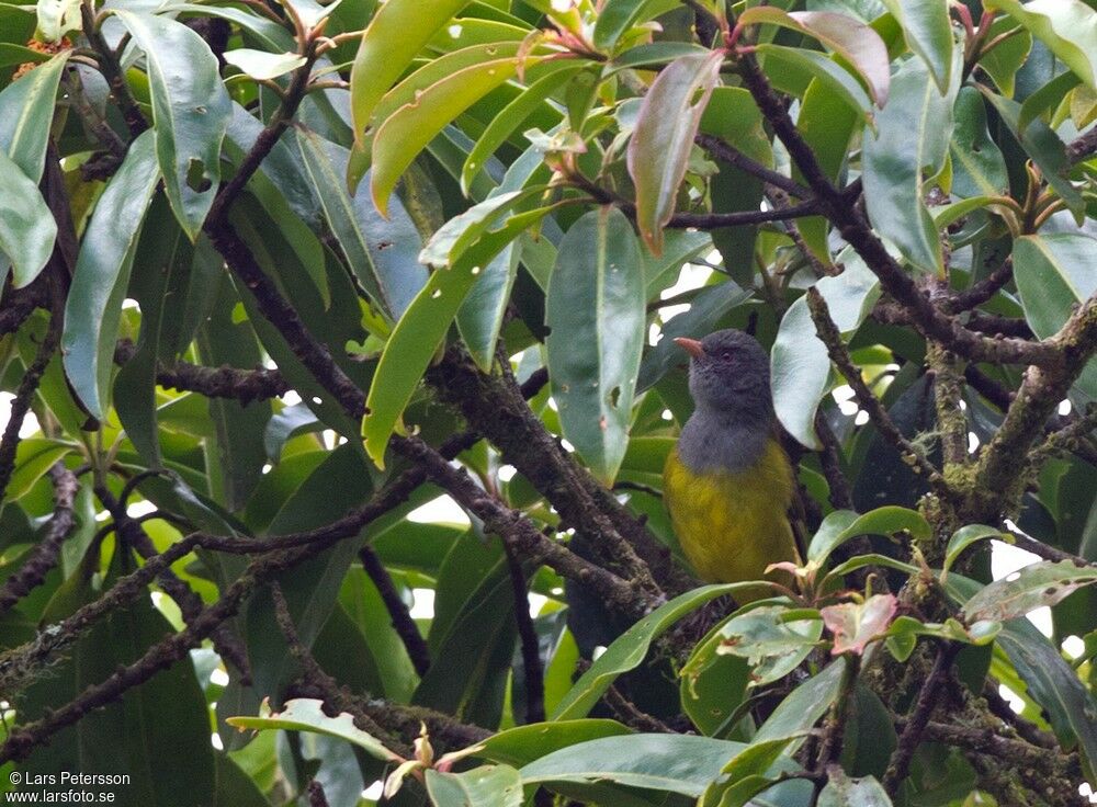 Grey-hooded Bush Tanager