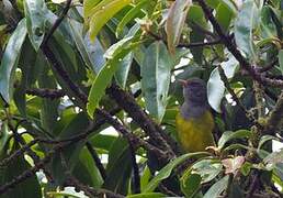 Grey-hooded Bush Tanager