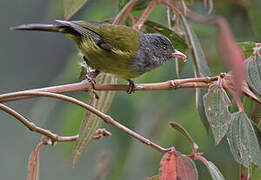 Grey-hooded Bush Tanager