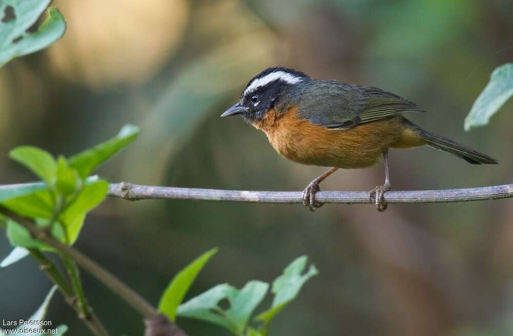 Piura Hemispingusadult, identification