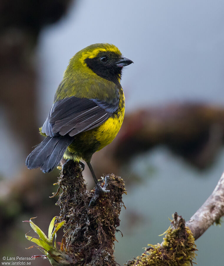 Masked Mountain Tanager