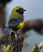 Masked Mountain Tanager