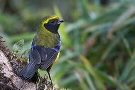 Masked Mountain Tanager