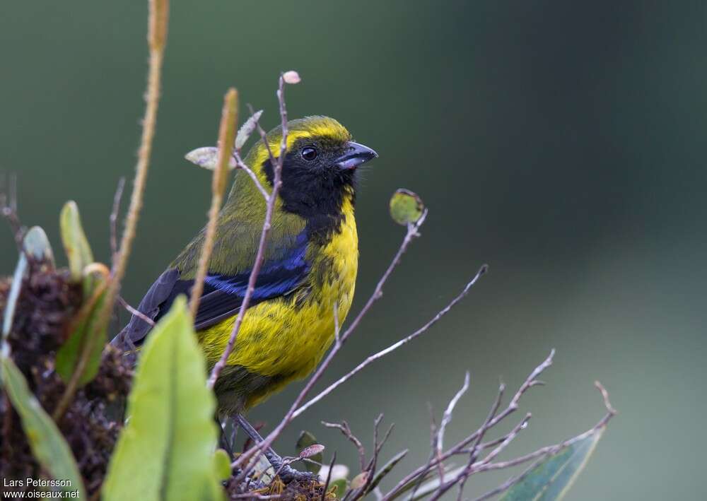 Masked Mountain Tanageradult, close-up portrait