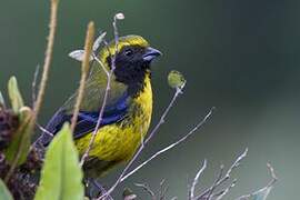 Masked Mountain Tanager