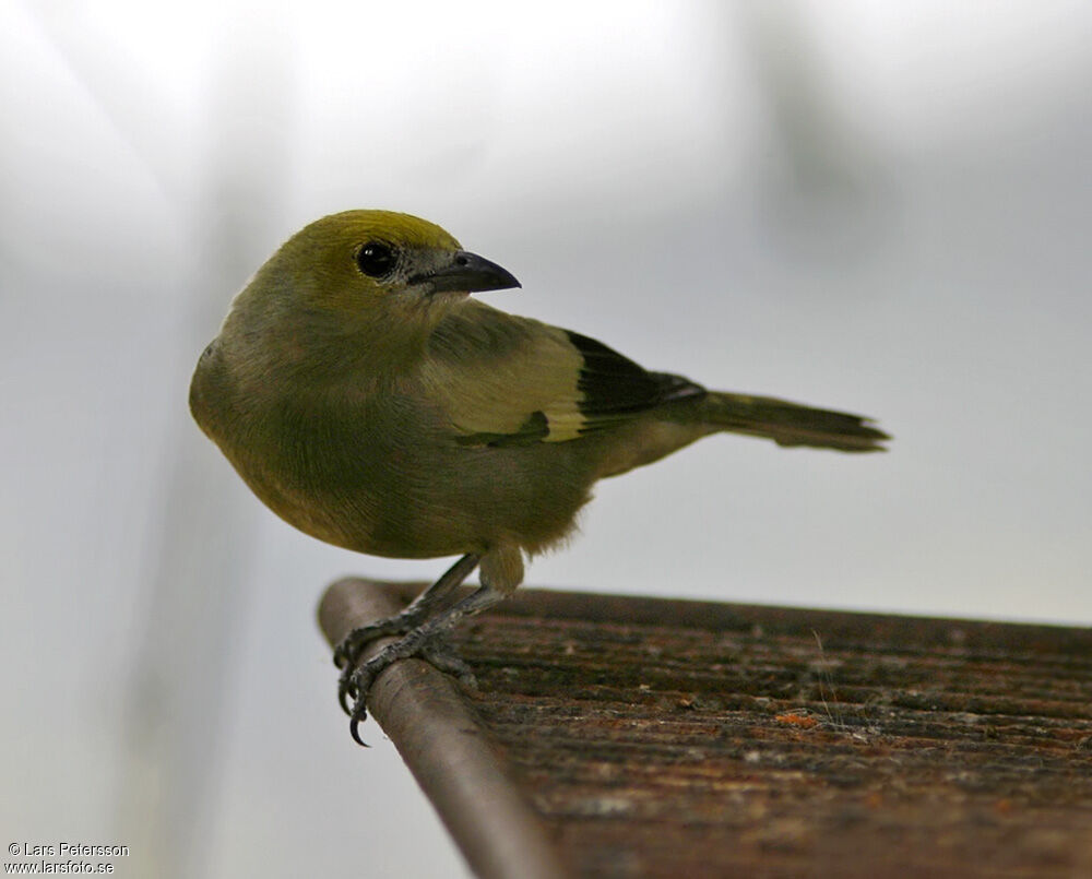 Palm Tanager