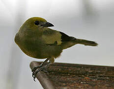 Palm Tanager