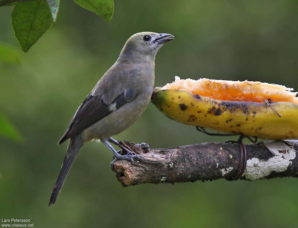 Palm Tanageradult, pigmentation, feeding habits