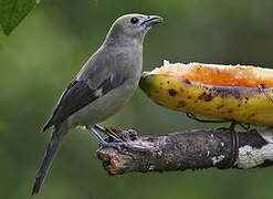 Palm Tanager