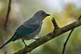 Blue-grey Tanager