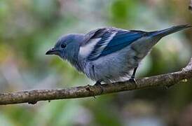 Blue-grey Tanager