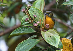 Lacrimose Mountain Tanager