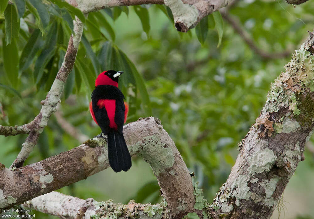 Masked Crimson Tanager male adult, habitat, pigmentation