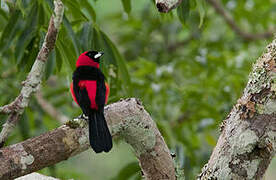 Masked Crimson Tanager