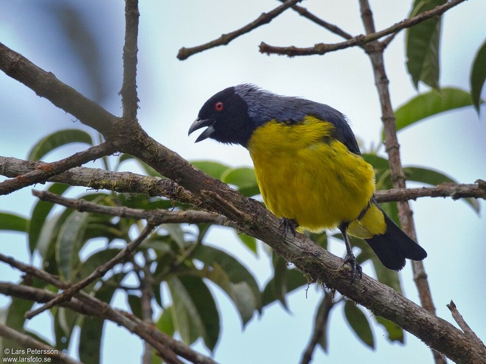 Hooded Mountain Tanager