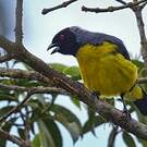 Tangara montagnard