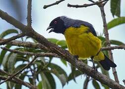 Hooded Mountain Tanager