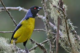 Hooded Mountain Tanager