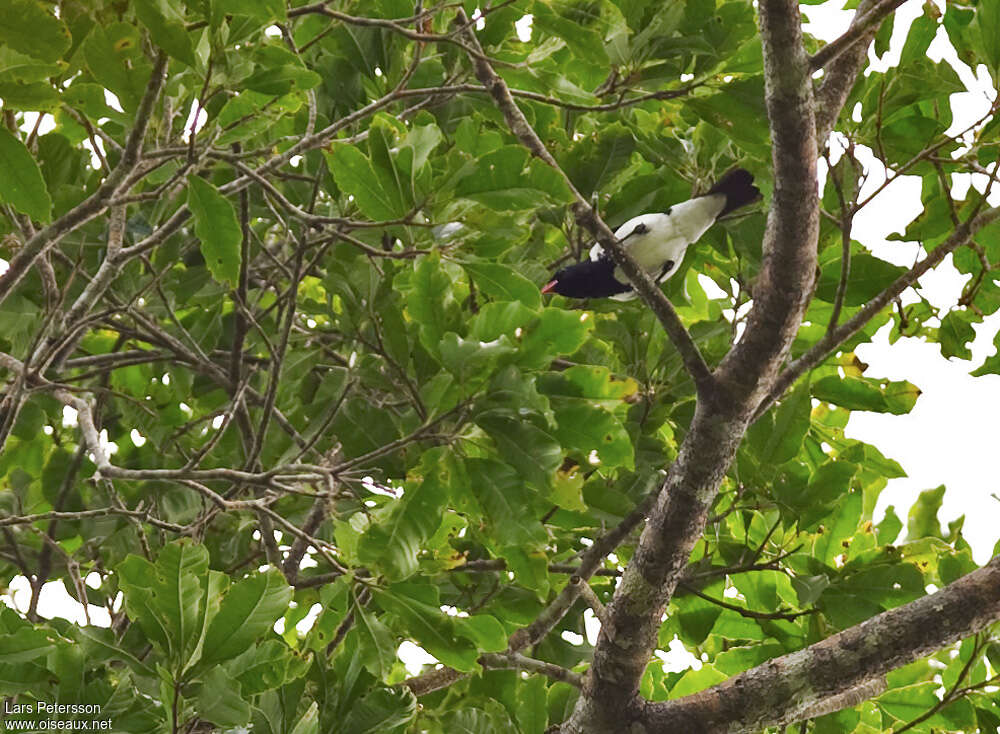 Red-billed Pied Tanageradult