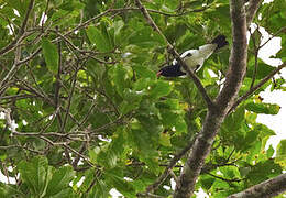 Red-billed Pied Tanager