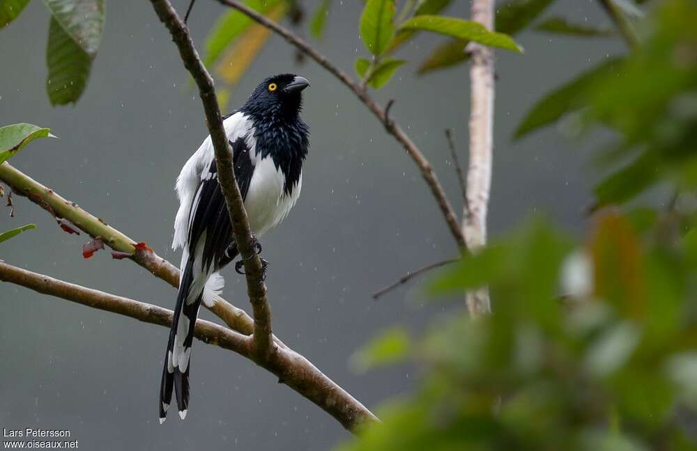 Magpie Tanageradult, identification