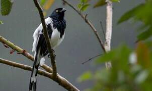 Magpie Tanager