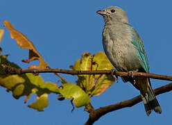 Sayaca Tanager