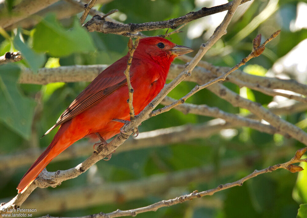 Summer Tanager