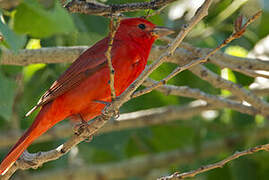 Summer Tanager