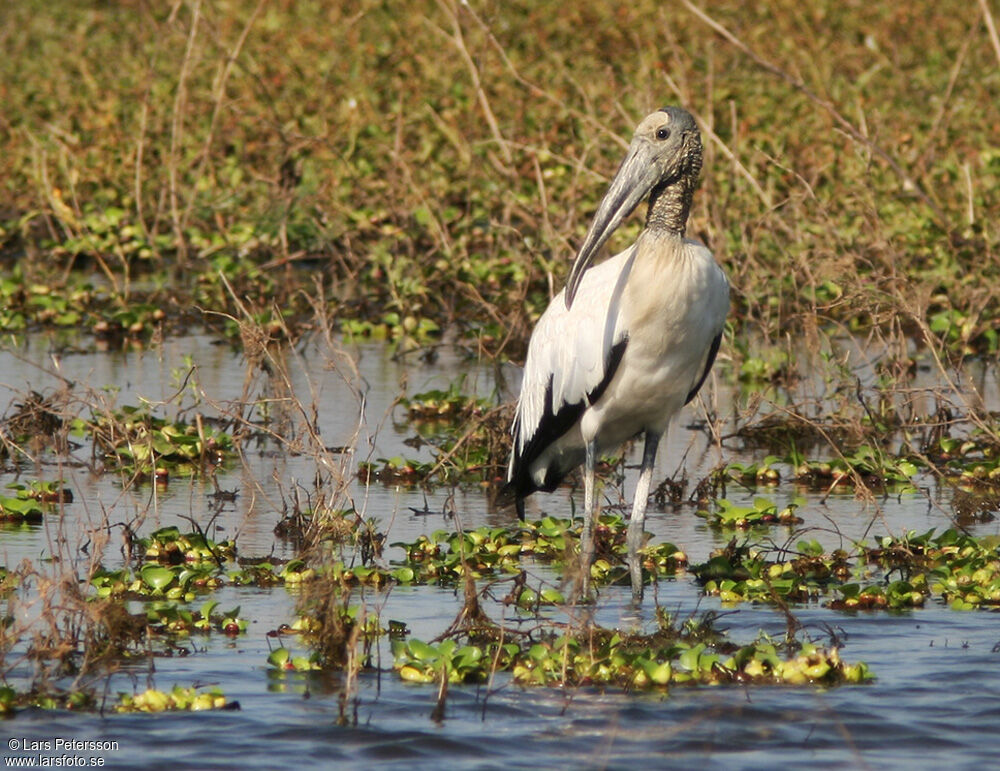 Wood Stork