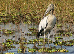 Wood Stork