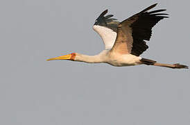 Yellow-billed Stork