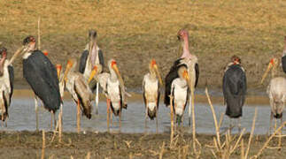 Yellow-billed Stork