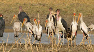 Yellow-billed Stork