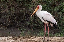 Yellow-billed Stork