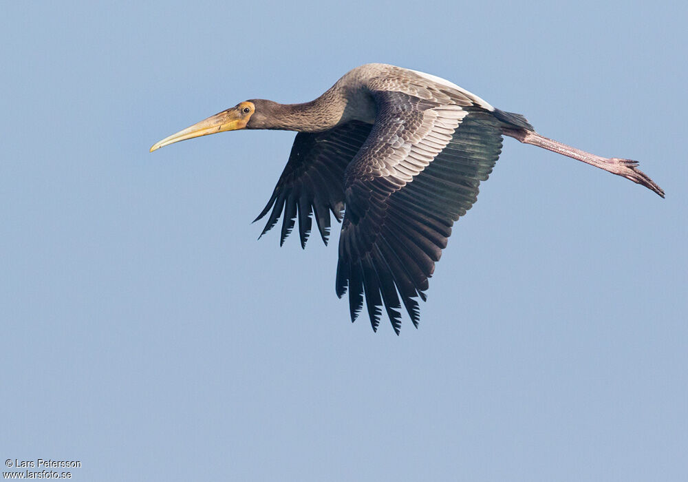 Painted Stork