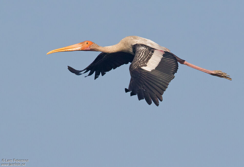 Painted Stork