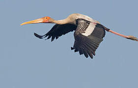 Painted Stork