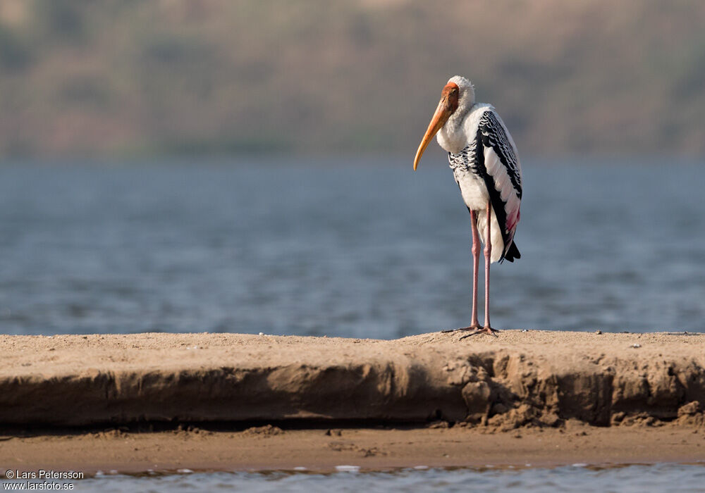 Painted Stork