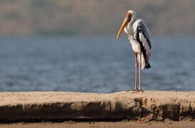 Painted Stork