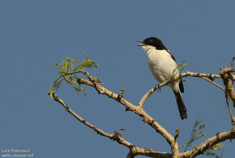 White-bellied Bush Chat male adult