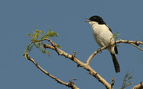 White-bellied Bush Chat